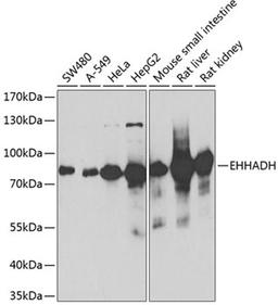 Western blot - EHHADH antibody (A5717)