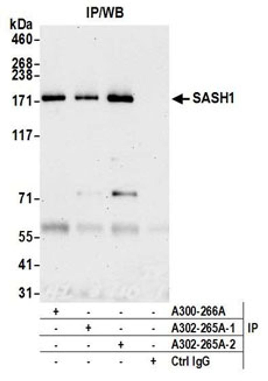 Detection of human SASH1 by western blot of immunoprecipitates.