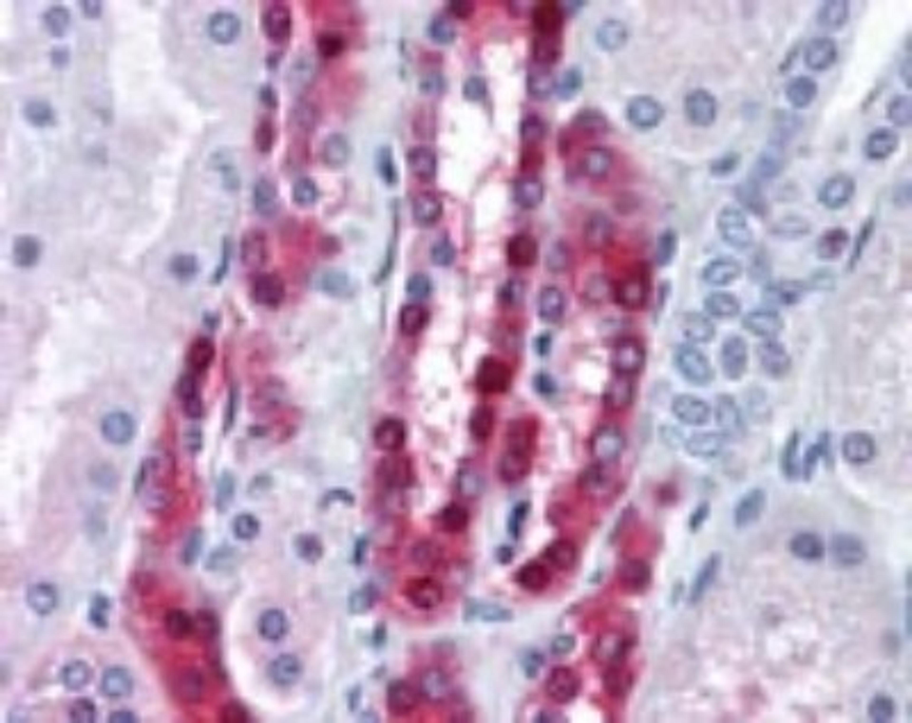 Immunohistochemistry-Paraffin: Protein Phosphatase inhibitor 1 Antibody [NBP2-24490] - Analysis of human kidney using this antibody at 10 ug/ml.