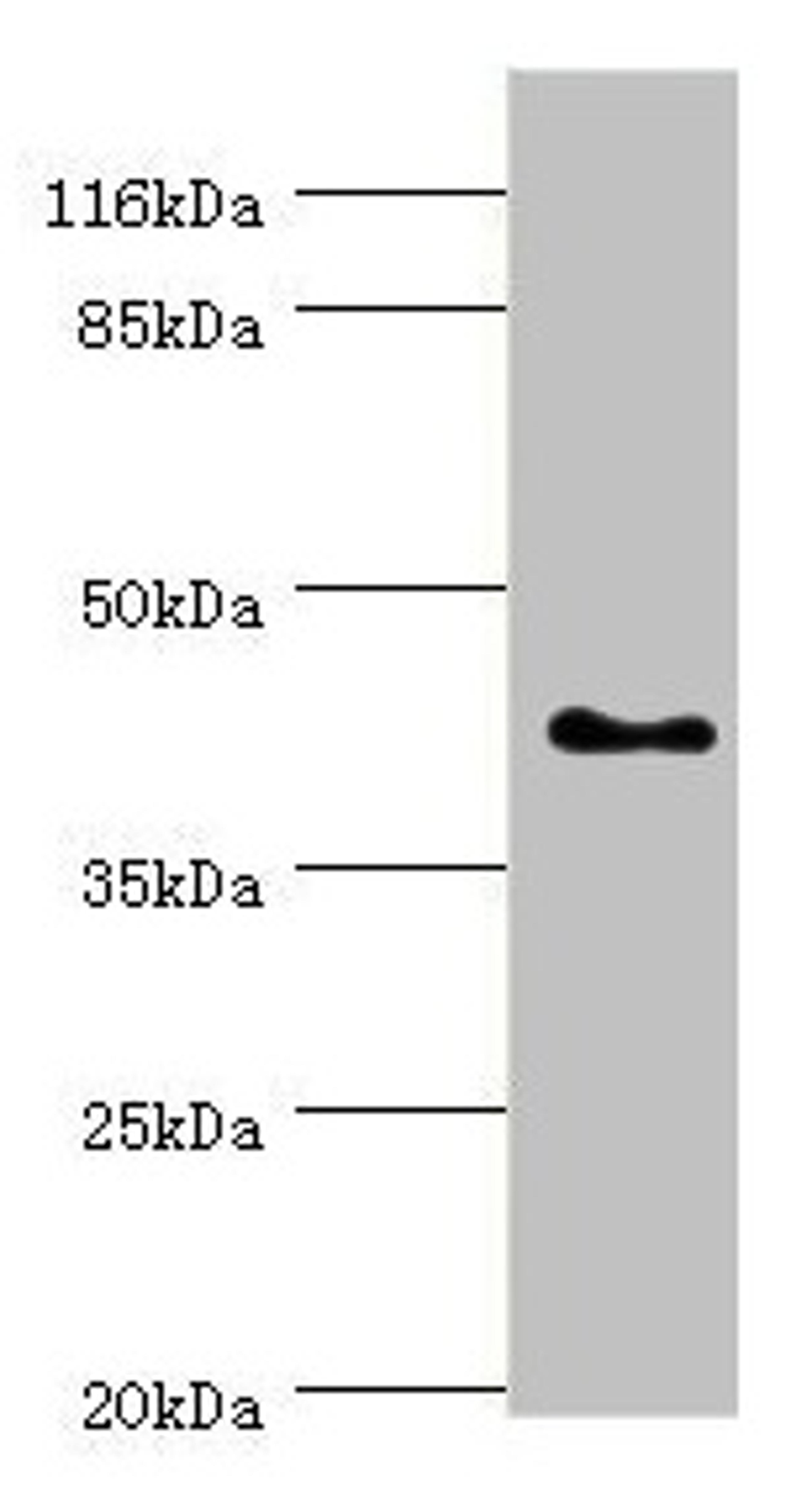 Western blot. All lanes: SH3GL2 antibody at 0.91µg/ml + HepG2 whole cell lysate. Secondary. Goat polyclonal to rabbit IgG at 1/10000 dilution. Predicted band size: 40 kDa. Observed band size: 40 kDa
