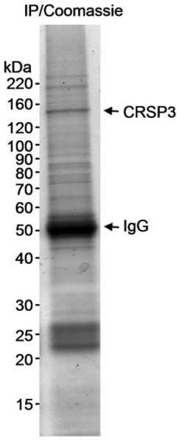 Detection of human CRSP3 by immunoprecipitation.