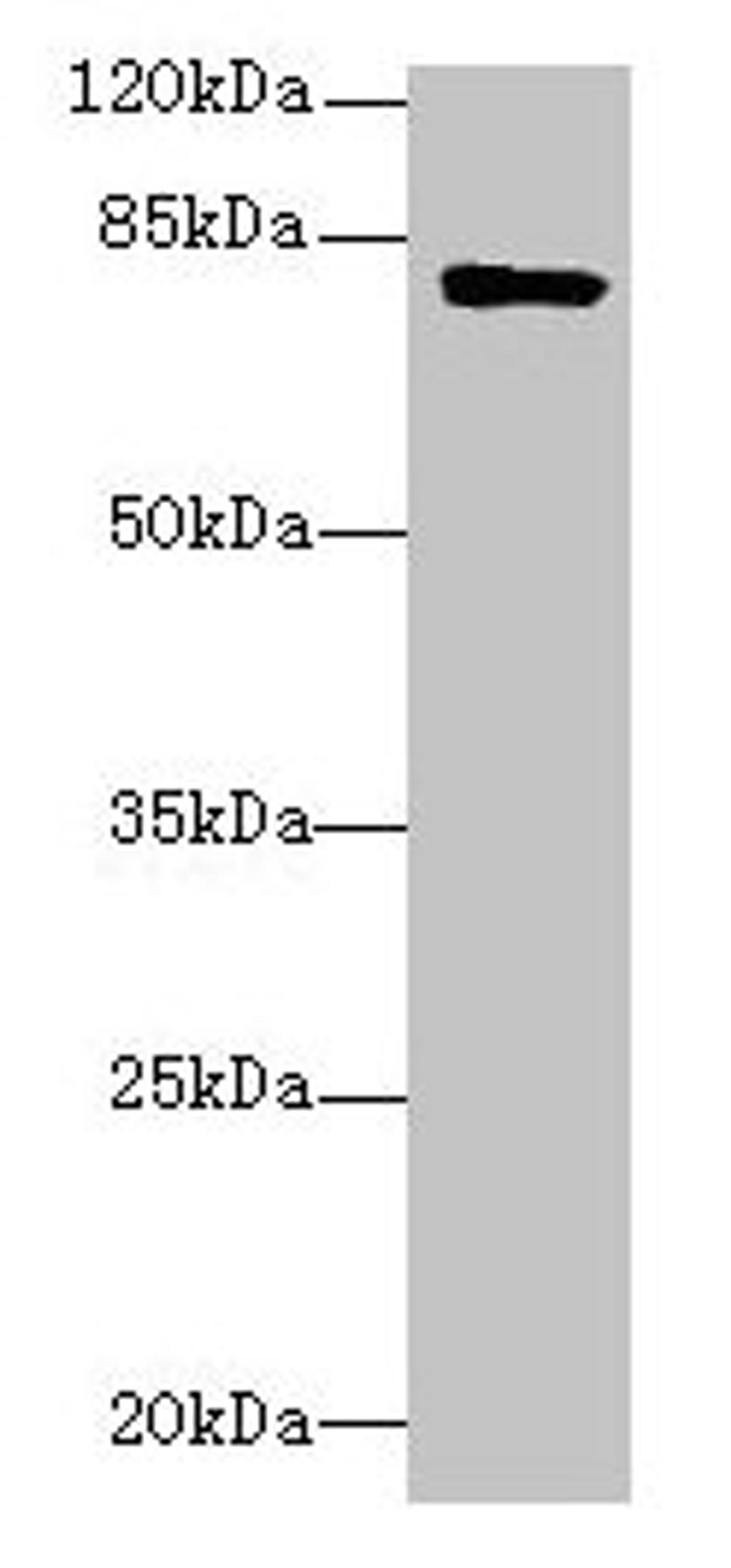Western blot. All lanes: LMF2 antibody at 6µg/ml + Mouse kidney tissue. Secondary. Goat polyclonal to rabbit IgG at 1/10000 dilution. Predicted band size: 80, 77, 68 kDa. Observed band size: 80 kDa