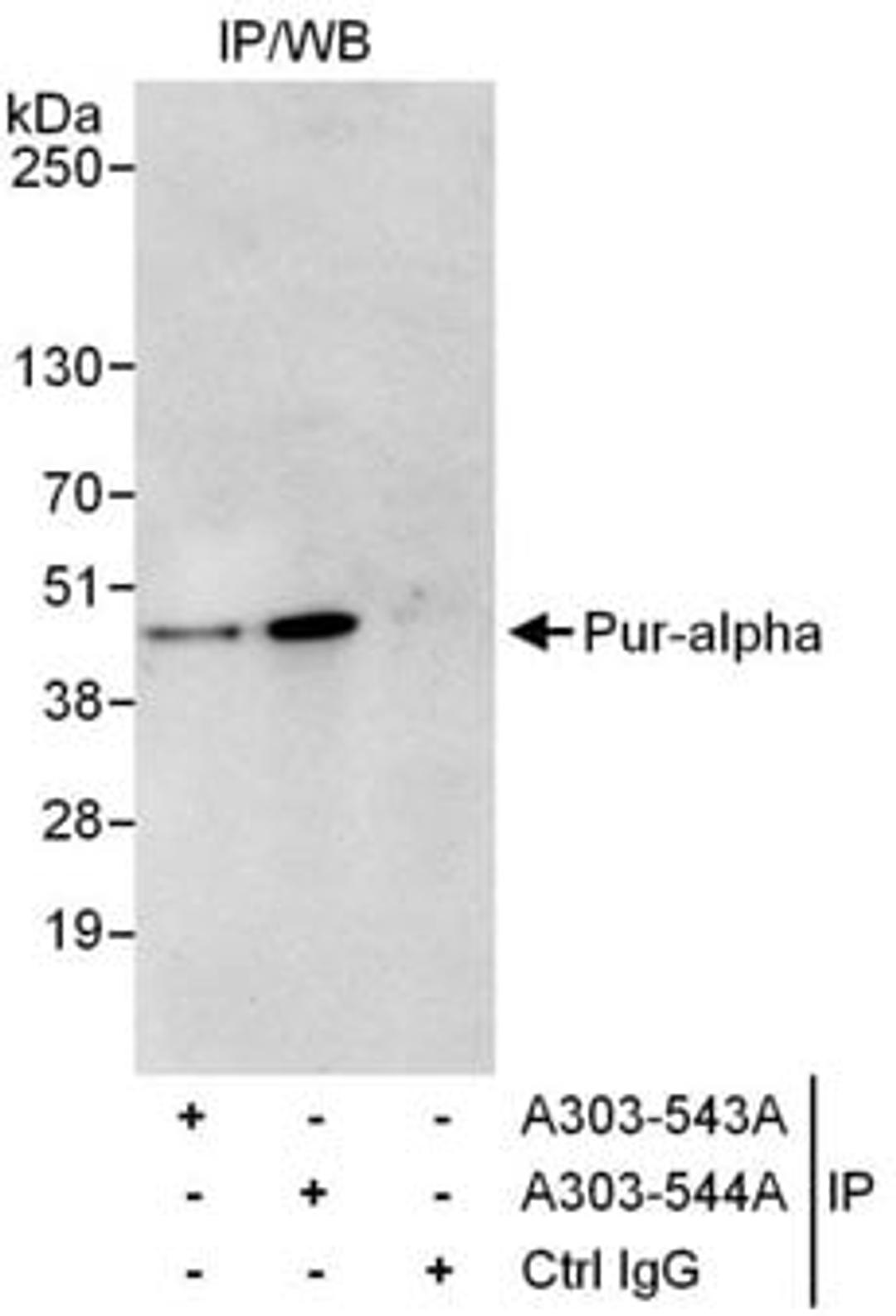 Detection of human Pur-alpha by western blot of immunoprecipitates.