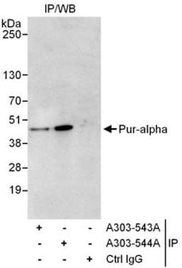 Detection of human Pur-alpha by western blot of immunoprecipitates.