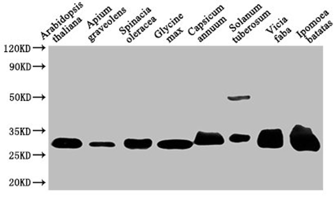 Western Blot. Positive WB detected in: Arabidopsis thaliana leaf tissue, Apium graveolens leaf tissue, Spinacia oleracea leaf tissue, Glycine max leaf tissue, Capsicum annuum leaf tissue, Solanum tuberosum leaf tissue, Vicia faba leaf tissue, Ipomoea batatas leaf tissue. All lanes: VDAC1 antibody at 1:1000. Secondary. Goat polyclonal to rabbit IgG at 1/50000 dilution. Predicted band size: 30 kDa. Observed band size: 30 kDa