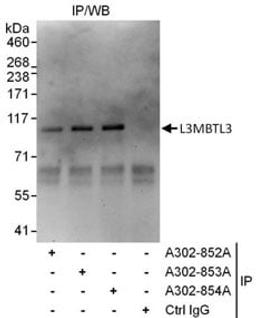 Detection of human L3MBTL3 by western blot of immunoprecipitates.