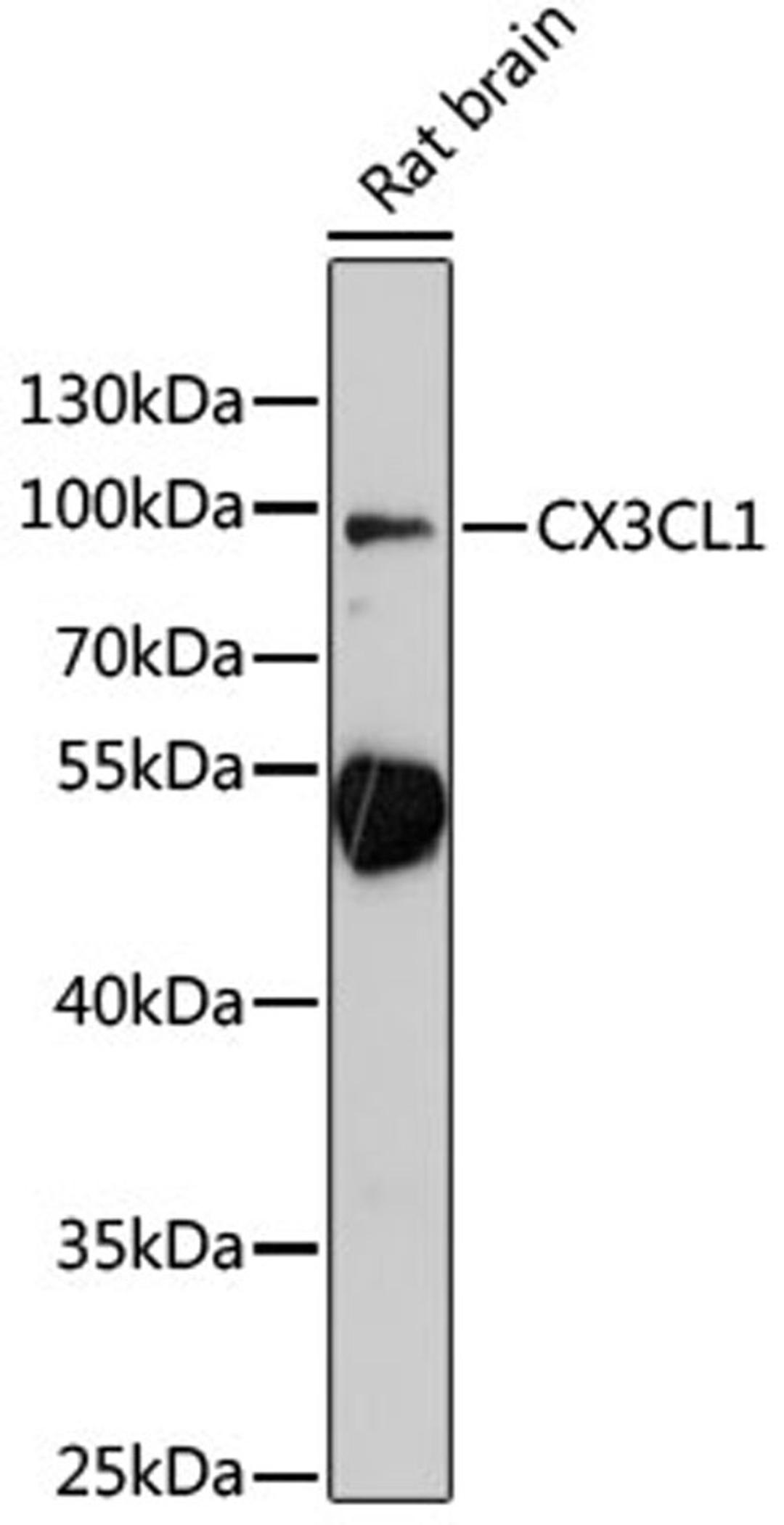 Western blot - CX3CL1 antibody (A14198)