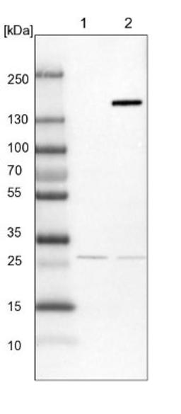 Western Blot: FAM83H Antibody [NBP1-93737] - Lane 1: NIH-3T3 cell lysate (Mouse embryonic fibroblast cells)<br/>Lane 2: NBT-II cell lysate (Rat Wistar bladder tumour cells)