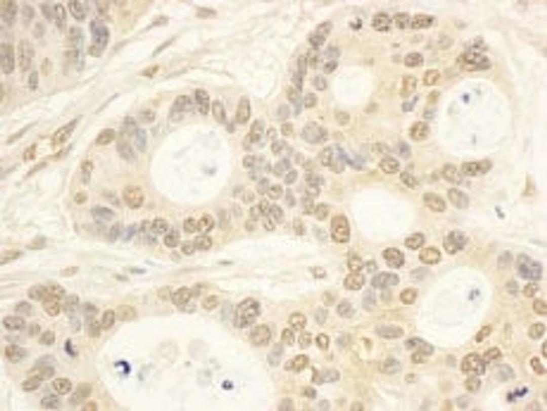 Detection of human CIAPIN1 by immunohistochemistry.