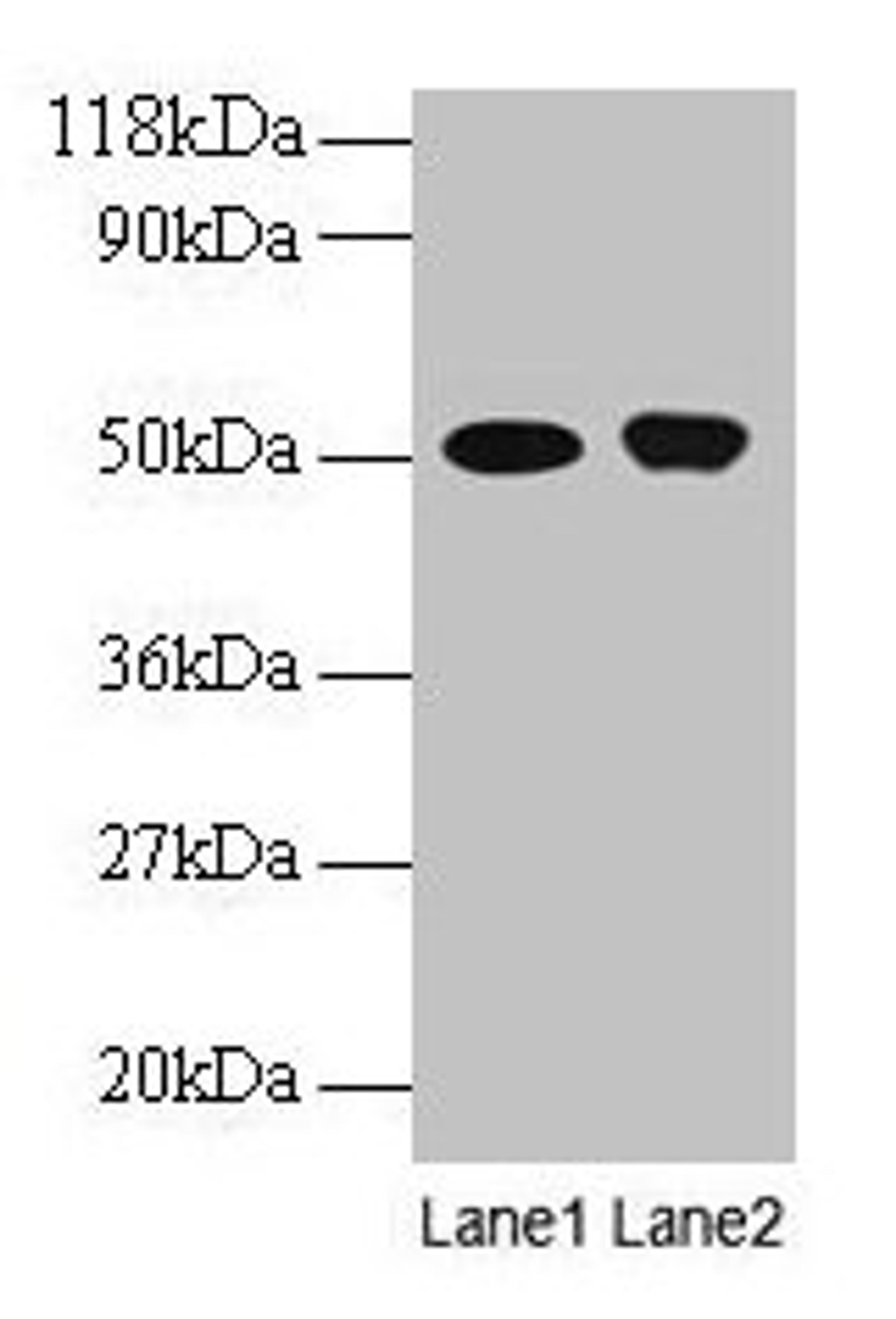 Western blot. All lanes: ODC1 antibody at 2µg/ml. Lane 1: EC109 whole cell lysate. Lane 2: 293T whole cell lysate. Secondary. Goat polyclonal to rabbit IgG at 1/15000 dilution. Predicted band size: 52 kDa. Observed band size: 52 kDa