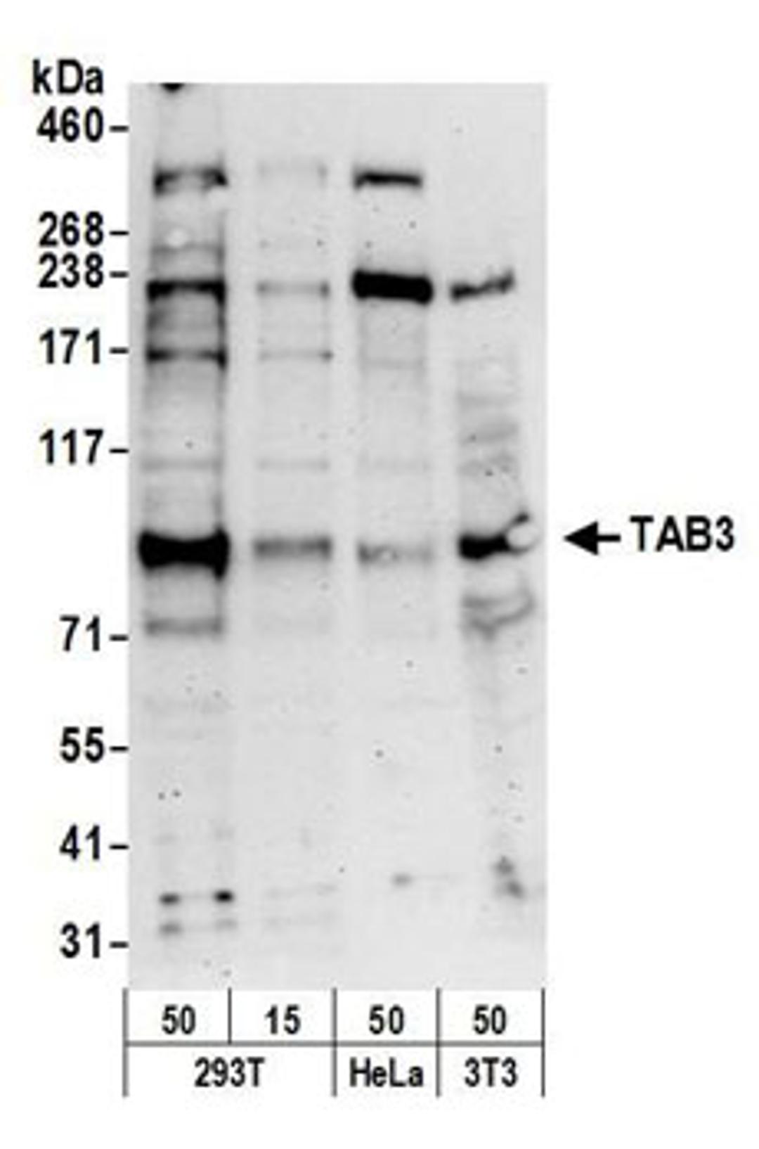 Detection of human and mouse TAB3 by western blot.