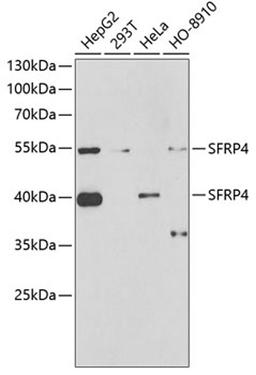 Western blot - SFRP4 antibody (A6409)