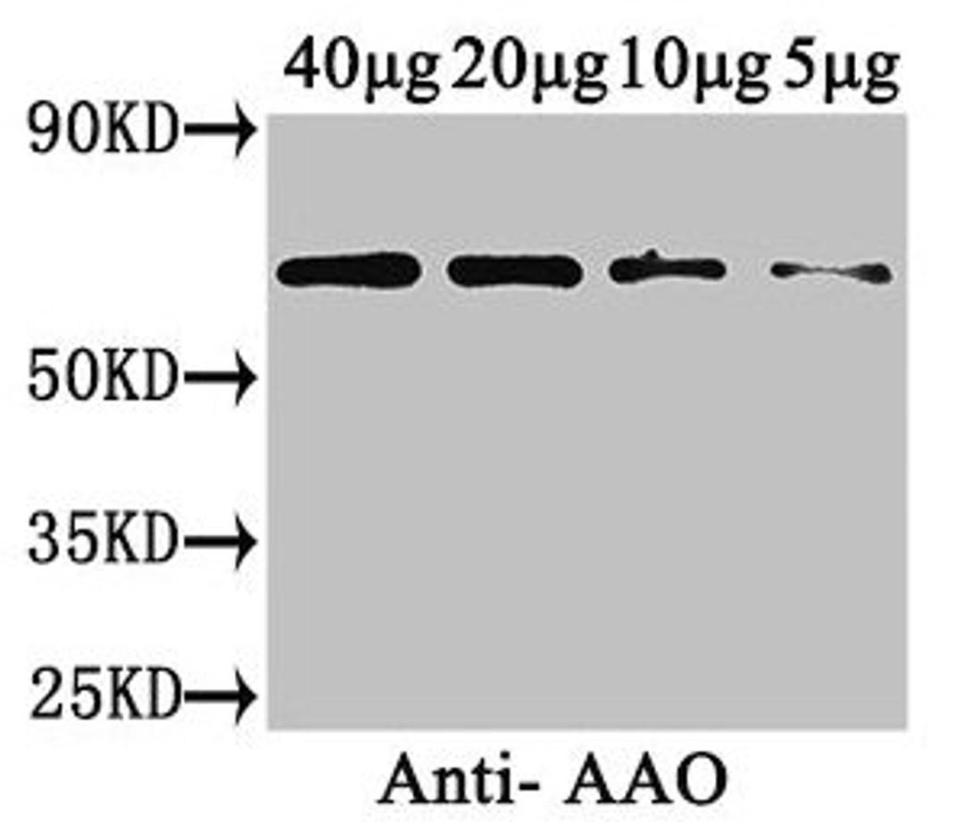 Western Blot. Positive WB detected in: Cucurbita maxima (40µg, 20µg, 10µg, 5µg). All lanes: AAO antibody at 3µg/ml. Secondary. Goat polyclonal to rabbit IgG at 1/50000 dilution. Predicted band size: 65 kDa. Observed band size: 65 kDa