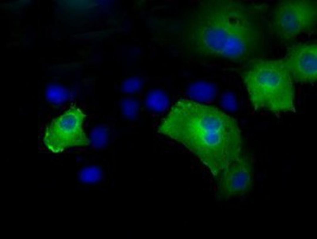 Immunocytochemistry/Immunofluorescence: HIPPI Antibody (4F6) [NBP2-02313] Staining of COS7 cells transiently transfected by pCMV6-ENTRY HIPPI.