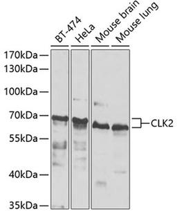 Western blot - CLK2 antibody (A7885)