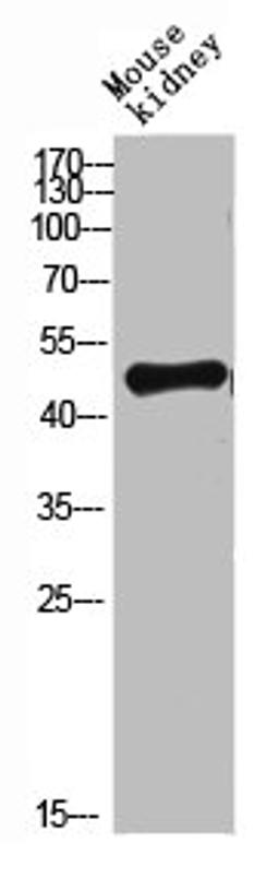 Western blot analysis of mouse-lung mouse-heart 293T Hela 3T3 lysate, antibody was diluted at 500. Secondary antibody  was diluted at 1:20000