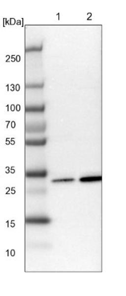 Western Blot: HABP1/C1QBP/GC1q R Antibody [NBP1-89790] - Lane 1: NIH-3T3 cell lysate (Mouse embryonic fibroblast cells)<br/>Lane 2: NBT-II cell lysate (Rat Wistar bladder tumour cells)