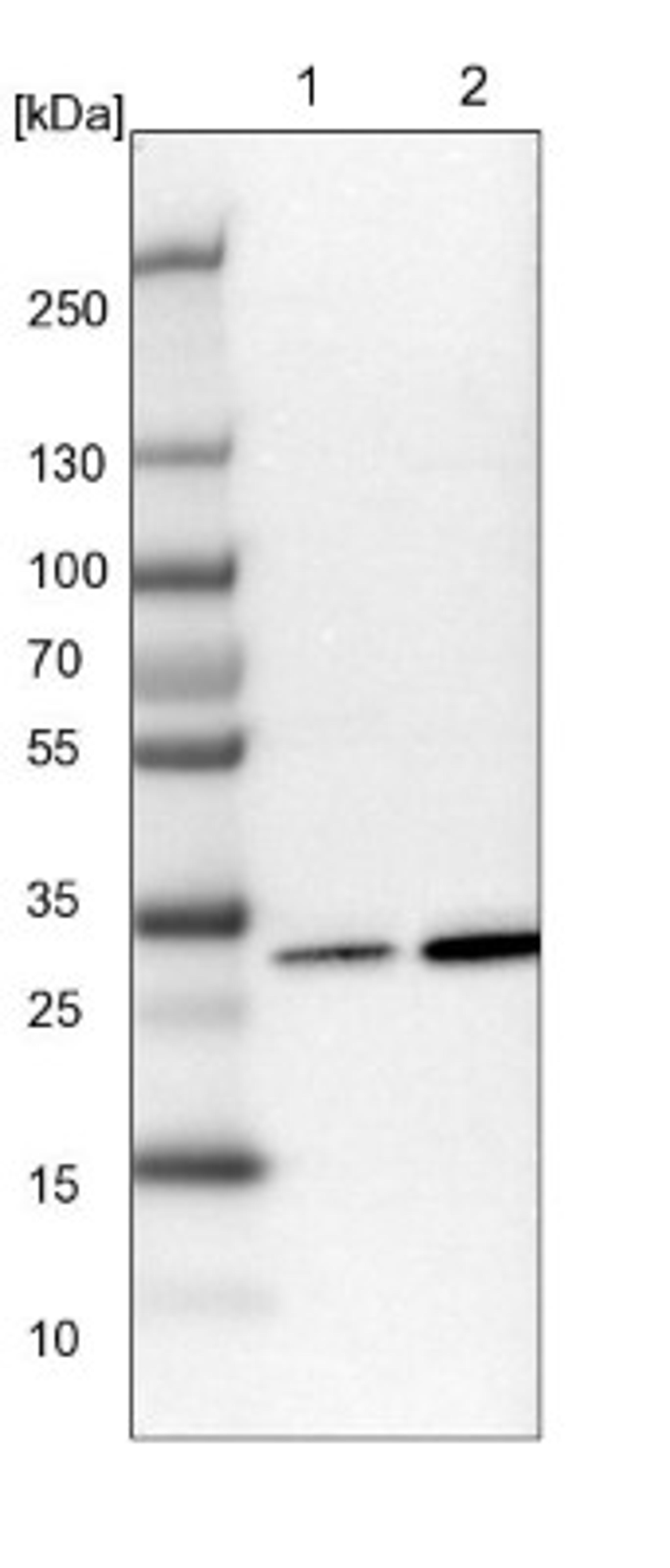 Western Blot: HABP1/C1QBP/GC1q R Antibody [NBP1-89790] - Lane 1: NIH-3T3 cell lysate (Mouse embryonic fibroblast cells)<br/>Lane 2: NBT-II cell lysate (Rat Wistar bladder tumour cells)