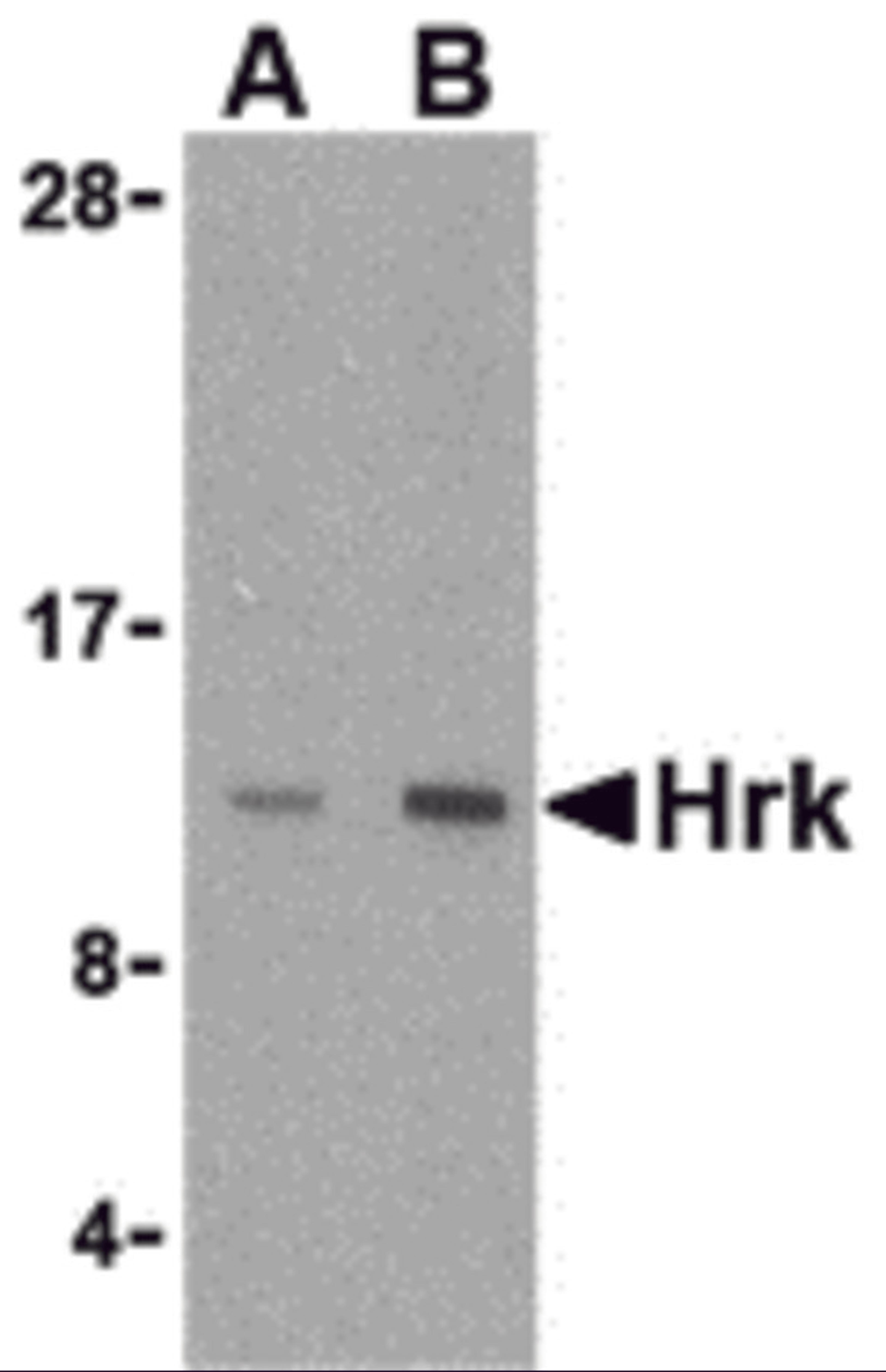 Western blot analysis of Hrk in mouse pancreas tissue lysate with Hrk antibody at (A) 2.5 and (B) 5 μg/mL.