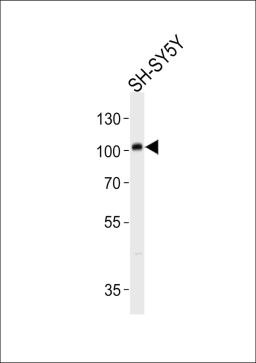 Western blot analysis in SH-SY5Y cell line lysates (35ug/lane).