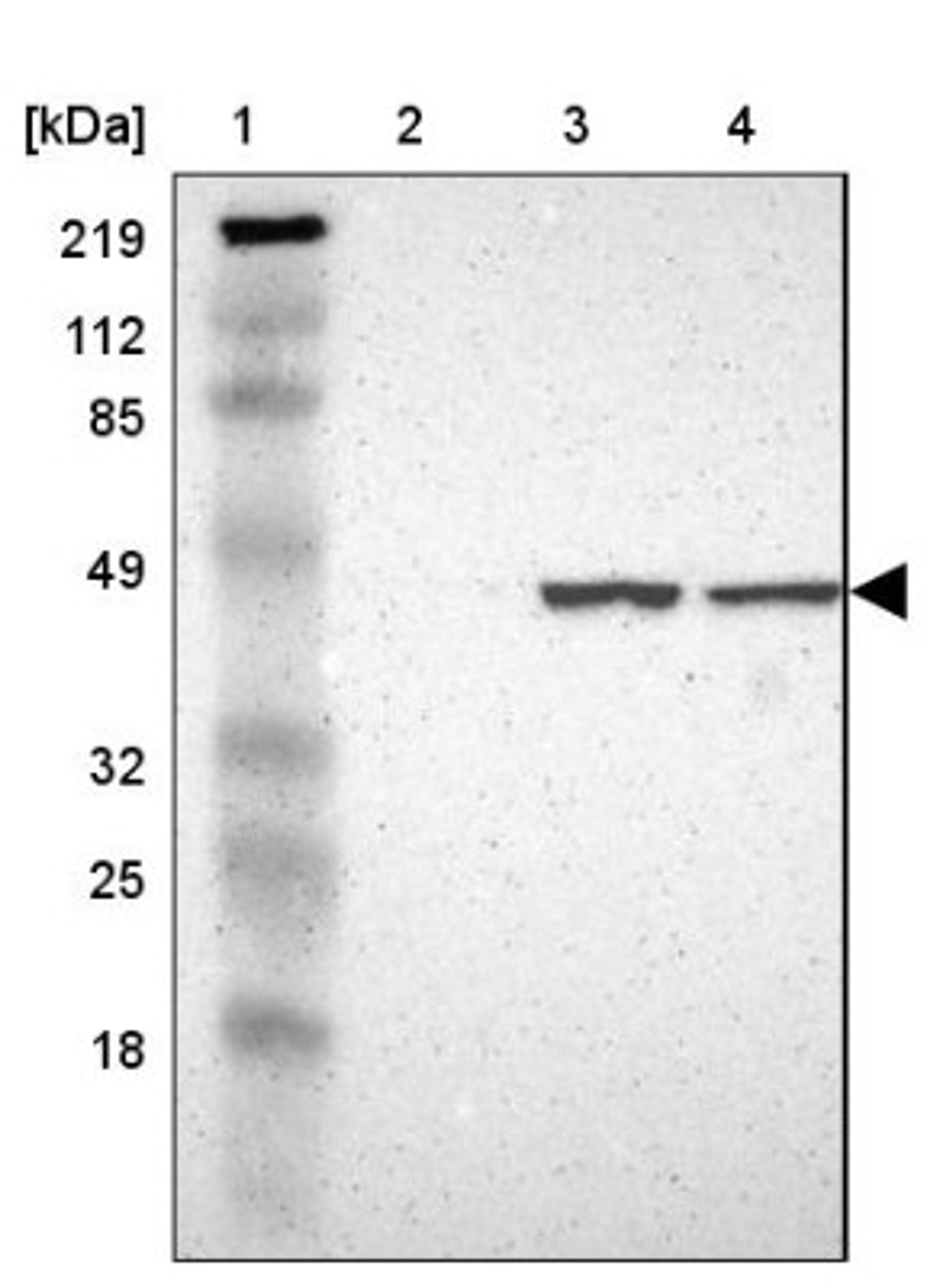 Western Blot: HDJ2 Antibody [NBP1-88019] - Lane 1: Marker [kDa] 219, 112, 85, 49, 32, 25, 18<br/>Lane 2: Human cell line RT-4<br/>Lane 3: Human cell line U-251MG sp<br/>Lane 4: Human cell line A-431