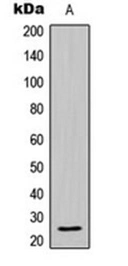 Western blot analysis of HL60 (Lane 1) whole cell lysates using BCL2L2 antibody