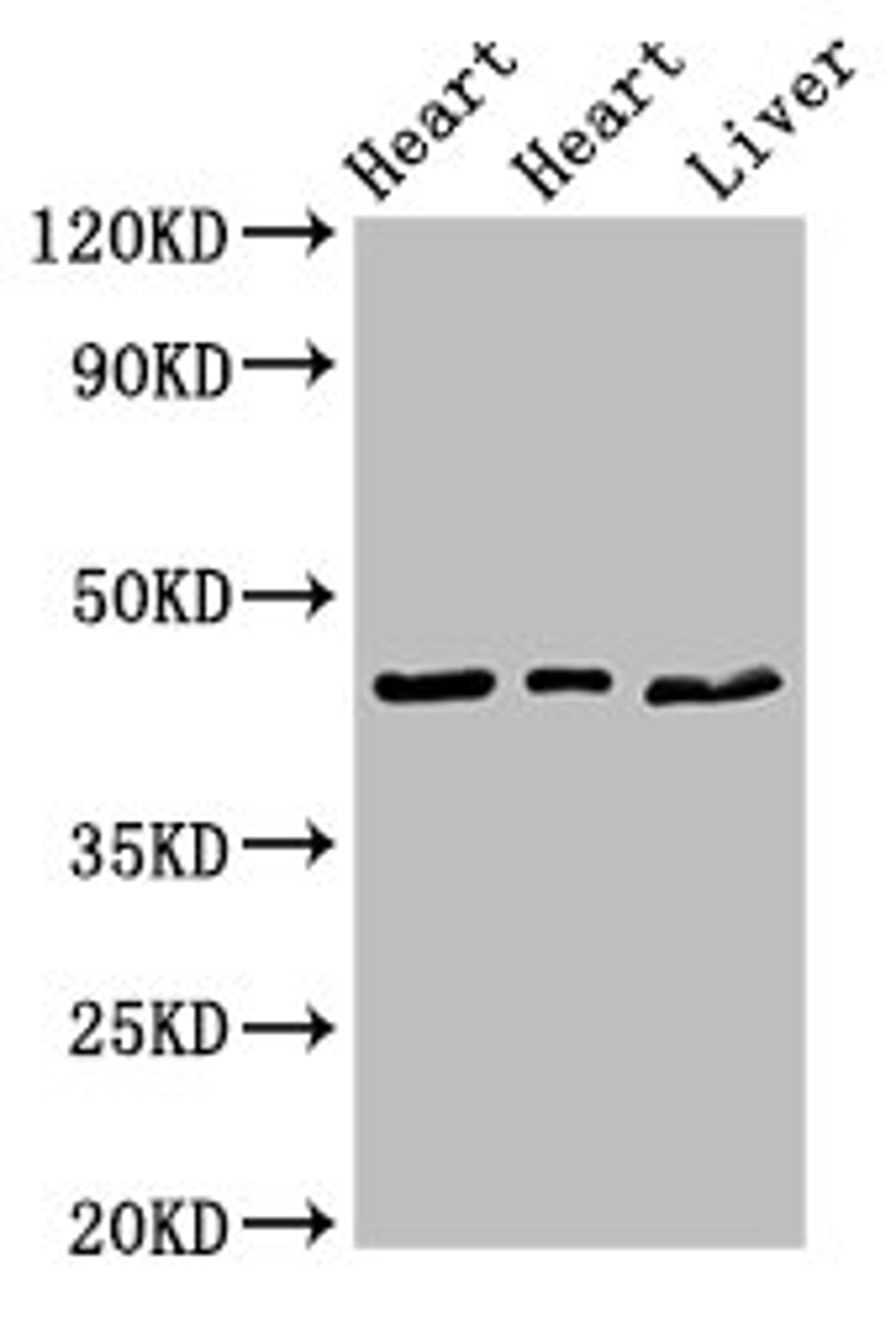 Western Blot. Positive WB detected in: Rat heart tissue, Mouse heart tissue, Mouse liver tissue. All lanes: ECI2 antibody at 2.7ug/ml. Secondary. Goat polyclonal to rabbit IgG at 1/50000 dilution. Predicted band size: 44, 40 kDa. Observed band size: 44 kDa. 