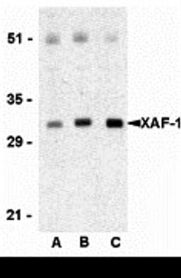 Western blot analysis of XAF-1 in human spleen lysate with XAF-1 antibody at (A) 0.5 , (B) 1 , and (C) 2 μg/mL, respectively.