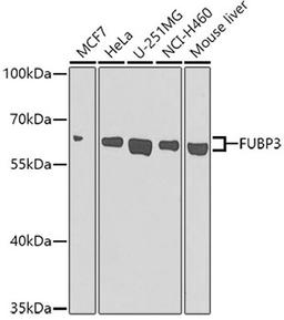 Western blot - FUBP3 antibody (A7948)