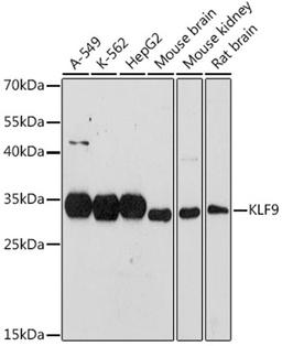 Western blot - KLF9 antibody (A7196)