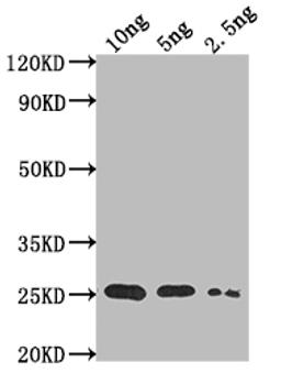Western Blot. Positive WB detected in Recombinant protein. All lanes: TADA antibody at 1:2000. Secondary. Goat polyclonal to rabbit IgG at 1/50000 dilution. Predicted band size: 22.8 kDa. Observed band size: 25 kDa. 