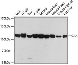 Western blot - GAA antibody (A7674)