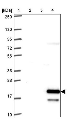 Western Blot: FAM195A Antibody [NBP2-32535] - Lane 1: Marker [kDa] 250, 130, 95, 72, 55, 36, 28, 17, 10<br/>Lane 2: Human cell line RT-4<br/>Lane 3: Human cell line U-251MG sp<br/>Lane 4: Human plasma (IgG/HSA depleted)