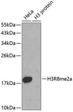 Western blot - Asymmetric DiMethyl-Histone H3-R8 antibody (A3157)