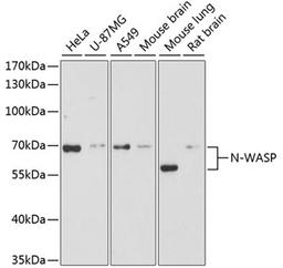 Western blot - N-WASP antibody (A2576)