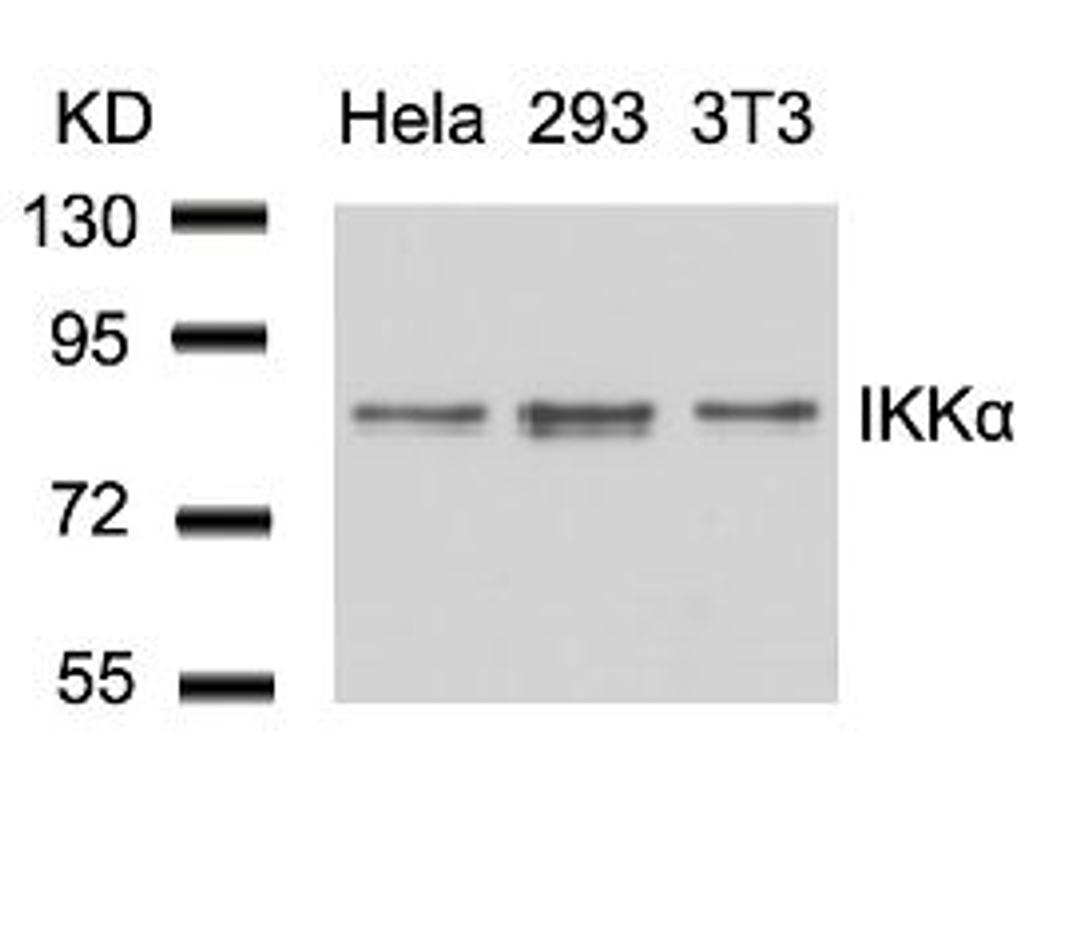 Western blot analysis of lysed extracts from HeLa, 293 and 3T3 cells using IKK &#945; (Ab-23).