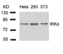 Western blot analysis of lysed extracts from HeLa, 293 and 3T3 cells using IKK &#945; (Ab-23).