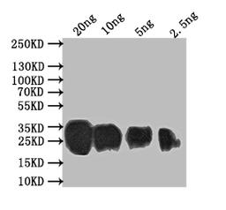 Western Blot. Positive WB detected in: recombinant protein. All lanes: Sprr2b Antibody at 1:1000. Secondary. Goat polyclonal to rabbit IgG at 1/50000 dilution. Predicted band size: 18.8 kDa. Observed band size: 28 kDa.