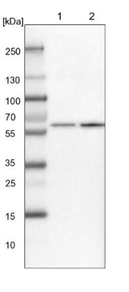 Western Blot: NUP54 Antibody [NBP1-85899] - Lane 1: NIH-3T3 cell lysate (Mouse embryonic fibroblast cells)<br/>Lane 2: NBT-II cell lysate (Rat Wistar bladder tumour cells)