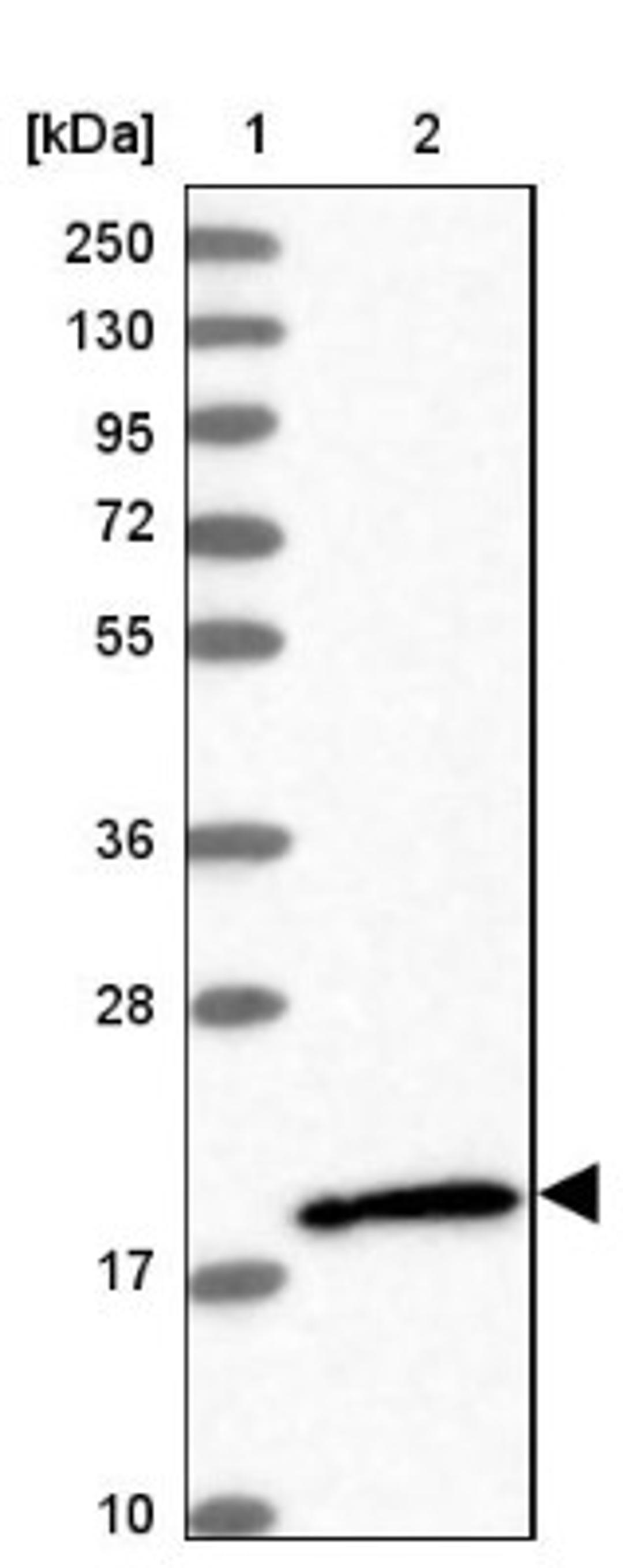 Western Blot: RhoG Antibody [NBP1-88832] - Lane 1: Marker [kDa] 250, 130, 95, 72, 55, 36, 28, 17, 10<br/>Lane 2: Human cell line RT-4