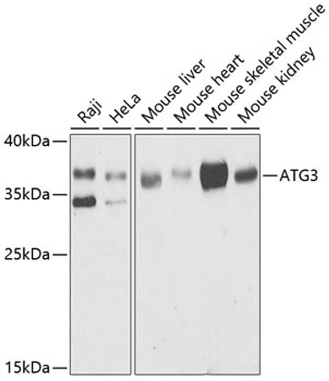 Western blot - ATG3 antibody (A5809)