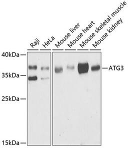 Western blot - ATG3 antibody (A5809)