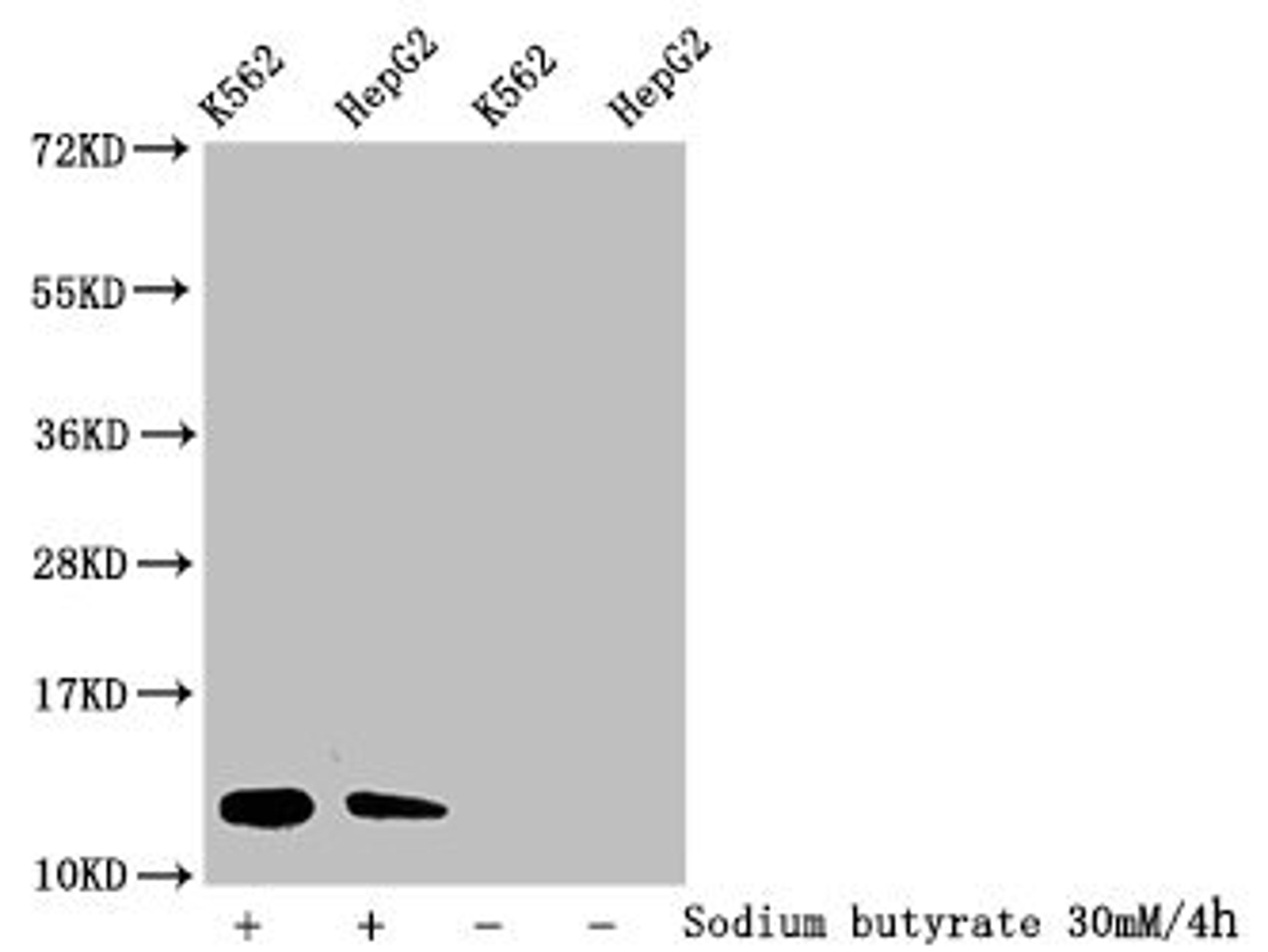 Western Blot. Detected samples: K562 whole cell lysate, HepG2 whole cell lysate; Untreated (-) or treated (+) with 30mM sodium butyrate for 4h. All lanes: HIST1H4A antibody at 1:100. Secondary. Goat polyclonal to rabbit IgG at 1/50000 dilution. Predicted band size: 12 kDa. Observed band size: 12 kDa