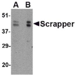 Western blot analysis of SCRAPPER in A20 cell lysate with SCRAPPER antibody at (A) 0.5 and (B) 1 μg/mL.