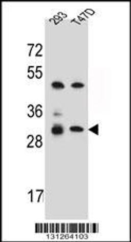 Western blot analysis in 293,T47D cell line lysates (35ug/lane).