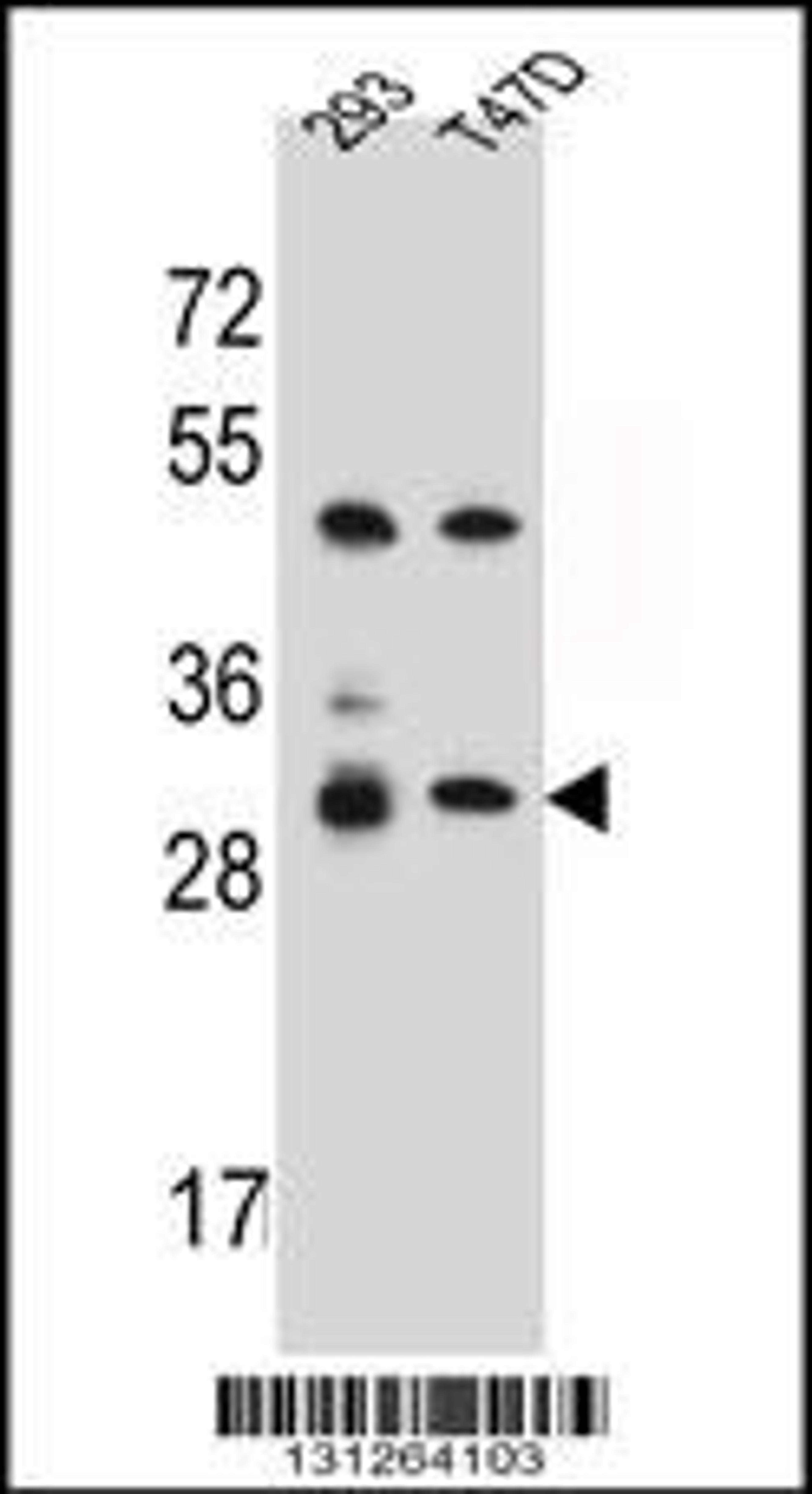 Western blot analysis in 293,T47D cell line lysates (35ug/lane).