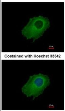 Immunocytochemistry/Immunofluorescence: SERPINE2 Antibody [NBP2-20315] - Immunofluorescence analysis of methanol-fixed HeLa, using antibody at 1:500 dilution.