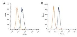 Flow Cytometry: Dynamin Antibody (3G4B6) [NB110-60491] - Intracellular flow cytometric staining of 1 x 10^6 CHO (A) and HEK-293 (B) cells using Dynamin antibody (dark blue). Isotype control shown in orange. An antibody concentration of 1 ug/1x10^6 cells was used.