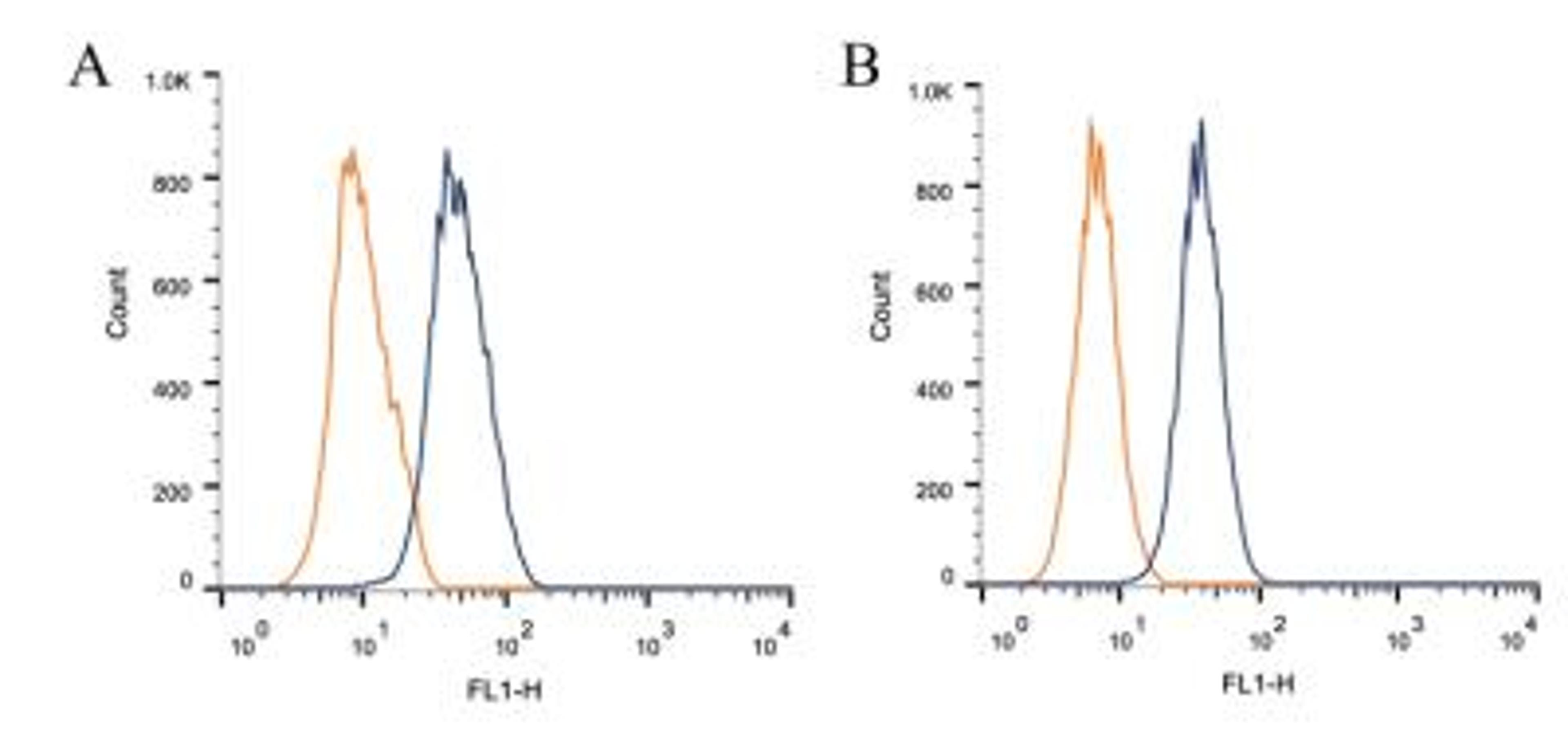 Flow Cytometry: Dynamin Antibody (3G4B6) [NB110-60491] - Intracellular flow cytometric staining of 1 x 10^6 CHO (A) and HEK-293 (B) cells using Dynamin antibody (dark blue). Isotype control shown in orange. An antibody concentration of 1 ug/1x10^6 cells was used.