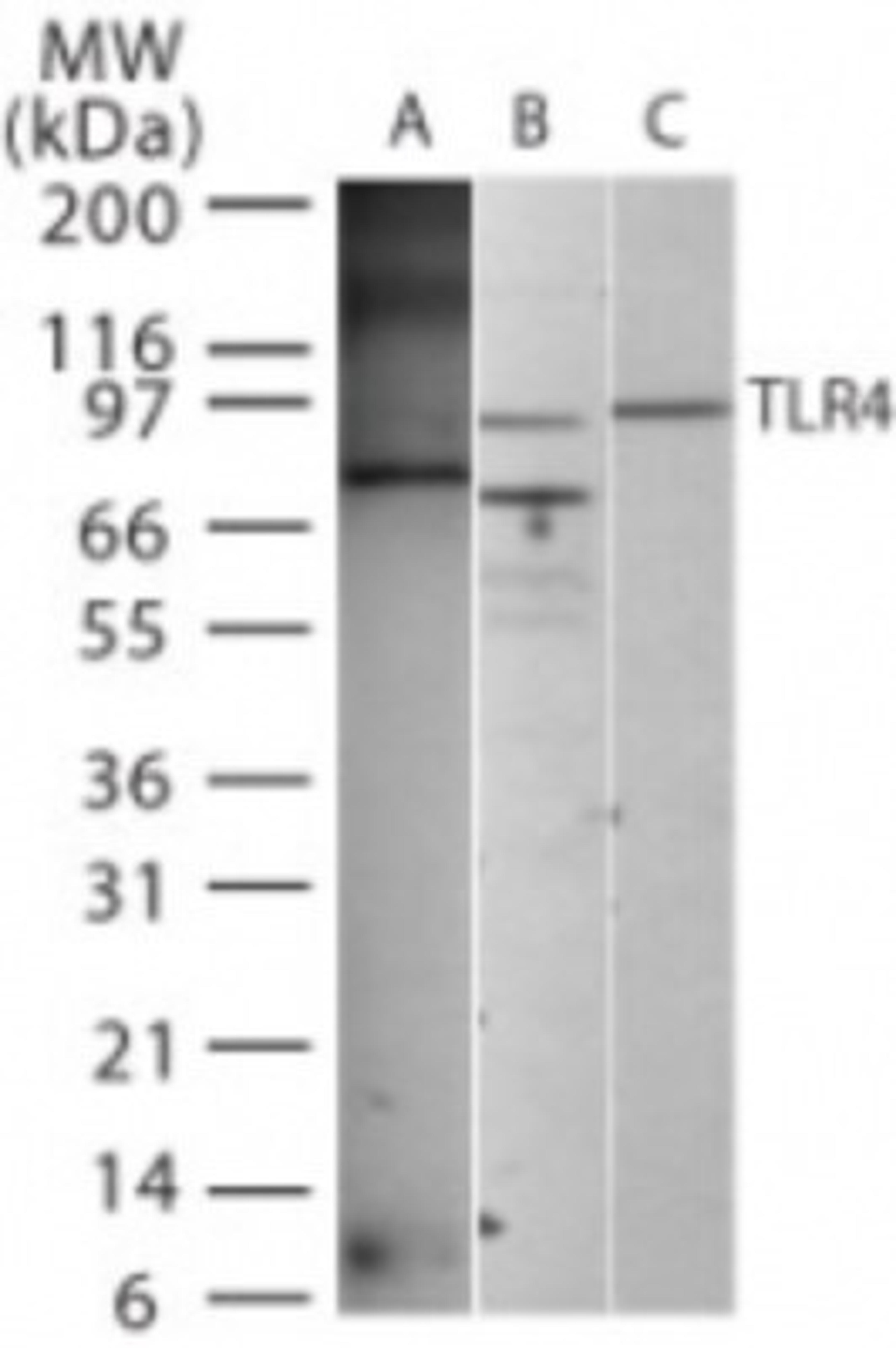 Western Blot: TLR4 Antibody [NB100-56579] - Analysis of TLR4 using this antibody on (A) 1 ug/lane recombinant mouse TLR4 protein (tested at 2 ug/ml), (B) 20 ug/lane human intestine, and (C) 20 ug/lane mouse intestine (tested at 5 ug/ml on intestine lysates).